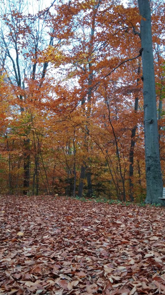 FALL hiking